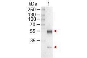 Western Blot of Rabbit anti-Mouse IgG Antibody Alkaline Phosphatase Conjugated Lane 1: Mouse IgG Load: 100 ng per lane Secondary antibody: MOUSE IgG (H&L) Antibody Alkaline Phosphatase Conjugated at 1:1,000 for 60 min at RT Block: ABIN925618 for 30 min at RT Predicted/Observed size: 55 and 28 kDa, 55 and 28 kDa (Lapin anti-Souris IgG (Heavy & Light Chain) Anticorps (Alkaline Phosphatase (AP)) - Preadsorbed)