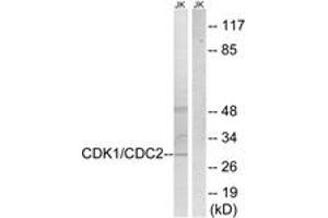 Western blot analysis of extracts from HepG2 cells, treated with Forskolin 40nM 30', using CDK1/CDC2 (Ab-14) Antibody. (CDK1 anticorps  (AA 1-50))