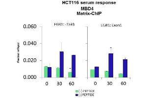 Quiescent human colon carcinoma HCT116 cultures were treated with 10% FBS for three time points (0, 15, 30min) or (0, 30, 60min) were used in Matrix-ChIP and real-time PCR assays at EGR1 gene (Exon1) and 15kb upstream site.