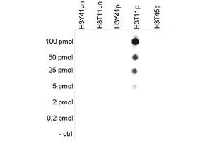 Cross reactivity tests using the Histone H3 (phospho T11) antibody. (HIST1H3A anticorps  (pThr11))