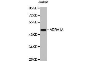 Western blot analysis of extracts of Jurkat cell line, using ADRA1A antibody. (alpha 1 Adrenergic Receptor anticorps  (AA 346-475))