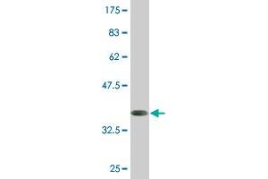 Western Blot detection against Immunogen (35.