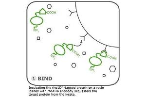 Image no. 2 for Rho1D4 Agarose (ABIN3199243)