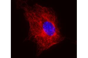 Immunofluorescence staining (mouse fibroblasts) Immunofluorescence staining of 3T3 mouse embryonal fibroblast cell line using anti-beta-tubulin (TU-06) (detection by Goat anti-mouse IgM Cy®5).