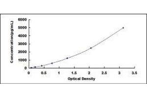 Cyclin Y (CCNY) ELISA Kit