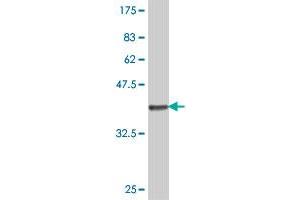 Western Blot detection against Immunogen (37.
