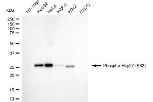 Western blotting analysis using phospho-Hsp27 (S82) antibody (ABIN7798844).