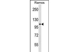 TACC1 Antibody (N-term) (ABIN1538980 and ABIN2849037) western blot analysis in Ramos cell line lysates (35 μg/lane).