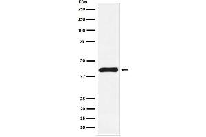 Western blot analysis of ALKBH1 expression in Jurkat cell lysate.