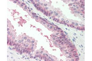 Anti-MARCH2 antibody IHC staining of human prostate.