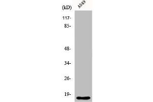 Western Blot analysis of A549 cells using Cytochrome b5 Polyclonal Antibody (CYB5A anticorps  (Internal Region))