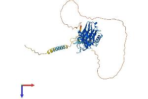 AlphaFold protein structure predicition of Human Recombinant SYT4 Protein, UniprotID Q9H2B2