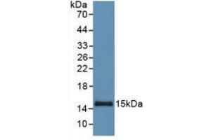 Figure. (SAA anticorps  (AA 19-122))