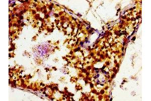 Immunohistochemistry of paraffin-embedded human testis tissue using ABIN7160161 at dilution of 1:100