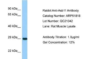 Western Blotting (WB) image for anti-Ankyrin Repeat and SOCS Box-Containing 11 (ASB11) (N-Term) antibody (ABIN970148)