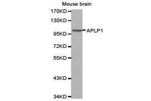 Western Blotting (WB) image for anti-Amyloid beta (A4) Precursor-Like Protein 1 (APLP1) antibody (ABIN1871026)