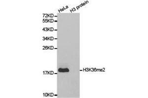 Western blot analysis of extracts of HeLa cell line and H3 protein expressed in E. (Histone 3 anticorps  (H3K36me2))