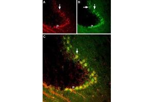 BDNF co-localizes with TrkB in mouse cerebellum region.