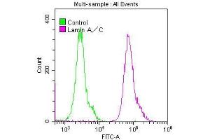 Overlay histogram showing Hela cells stained with ABIN7127601 (red line) at 1:50.