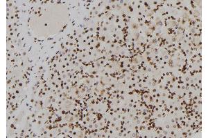 ABIN6273852 at 1/100 staining Human liver tissue by IHC-P. (G Protein-Coupled Receptor 128 anticorps  (N-Term))