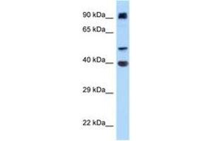 Image no. 1 for anti-Integrin alpha FG-GAP Repeat Containing 2 (ITFG2) (AA 180-229) antibody (ABIN6748063) (ITFG2 anticorps  (AA 180-229))
