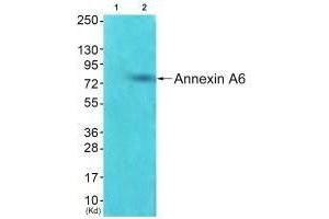 Western blot analysis of extracts from HepG2 cells using Annexin A6 antibody. (ANXA6 anticorps)