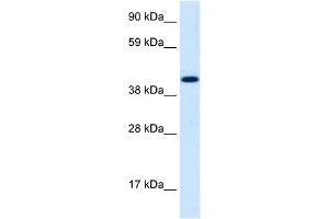 WB Suggested Anti-INSM1 Antibody Titration:  1.