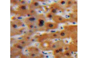 Used in DAB staining on fromalin fixed paraffin-embedded Liver tissue (GCP2 anticorps  (AA 40-114))