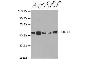 Western blot analysis of extracts of various cell lines using CXCR3 Polyclonal Antibody at dilution of 1:400. (CXCR3 anticorps)