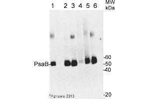 Image no. 1 for anti-psi-B Core Subunit of Photosystem I (psaB) antibody (ABIN488670) (psaB anticorps)