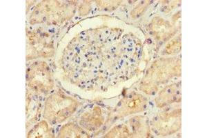 Immunohistochemistry of paraffin-embedded human kidney tissue using ABIN7174258 at dilution of 1:100