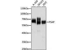 Western blot analysis of extracts of various cell lines using PSAP Polyclonal Antibody at dilution of 1:1000. (Prosaposin anticorps)