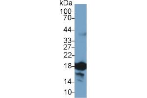 Detection of CYPA in Rat Thymus lysate using Polyclonal Antibody to Cyclophilin A (CYPA)
