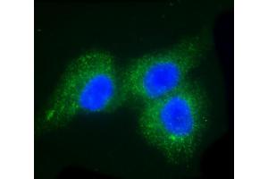 Immunofluorescent analysis of 4 % paraformaldehyde-fixed, 0.
