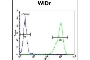 TP3 Antibody (C-term) (ABIN651194 and ABIN2840125) flow cytometric analysis of WiDr cells (right histogram) compared to a negative control cell (left histogram).