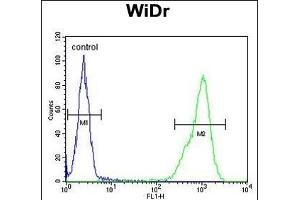 TP3 Antibody (C-term) (ABIN651194 and ABIN2840125) flow cytometric analysis of WiDr cells (right histogram) compared to a negative control cell (left histogram). (TPPP3 anticorps  (AA 117-146))