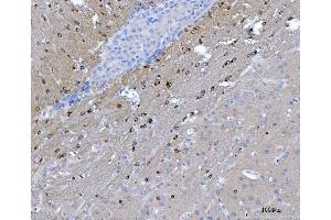 IHC analysis of CAPON/NOS1AP using anti-CAPON/NOS1AP antibody (ABIN7600833).