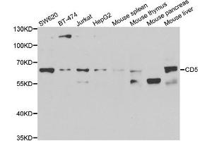 Western blot analysis of extracts of various cell lines, using CD5 antibody. (CD5 anticorps)