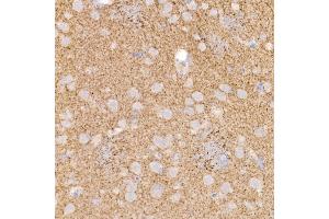 Immunohistochemistry of paraffin-embedded rat brain using Kallikrein 8 Rabbit mAb (ABIN7268065) at dilution of 1:100 (40x lens). (Kallikrein 8 anticorps)