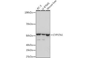 Western blot analysis of extracts of various cell lines, using CYP17 Rabbit mAb (ABIN7266648) at 1:1000 dilution. (CYP17A1 anticorps)