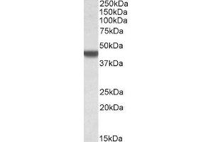 ABIN2561157 (0. (APOBEC3D anticorps  (AA 61-74))