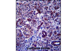 P1R3F Antibody (C-term) (ABIN657599 and ABIN2846598) immunohistochemistry analysis in formalin fixed and paraffin embedded human pancreas tissue followed by peroxidase conjugation of the secondary antibody and DAB staining. (PPP1R3F anticorps  (C-Term))
