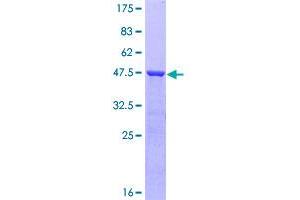 Image no. 1 for Endothelial Differentiation Related Factor 1 (EDF1) (AA 1-148) protein (GST tag) (ABIN1352318)