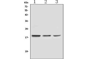 Western blot analysis of Ribonuclease 3 using anti-Ribonuclease 3 antibody (ABIN5693221).