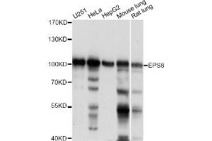 Western blot analysis of extracts of various cell lines, using EPS8 antibody. (EPS8 anticorps)