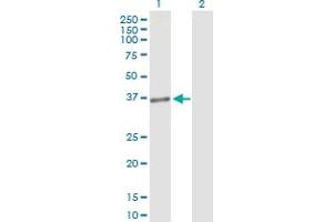 Western Blot analysis of MLST8 expression in transfected 293T cell line by MLST8 MaxPab polyclonal antibody.