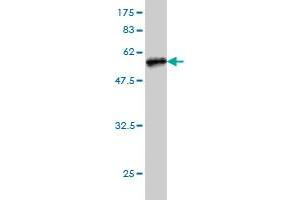 Western Blot detection against Immunogen (49.