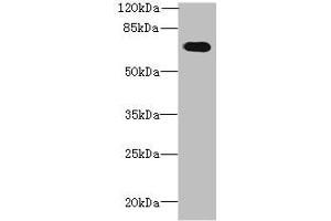 Western blot All lanes: GBP5 antibody at 6 μg/mL + Mouse thymus tissue Secondary Goat polyclonal to rabbit IgG at 1/10000 dilution Predicted band size: 67, 56 kDa Observed band size: 67 kDa (GBP5 anticorps  (AA 321-500))