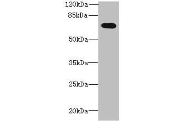 GBP5 anticorps  (AA 321-500)
