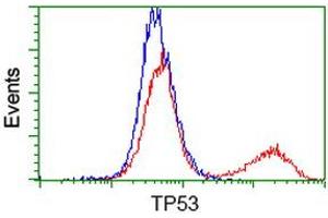 Image no. 5 for anti-Tumor Protein P53 (TP53) antibody (ABIN1499970) (p53 anticorps)
